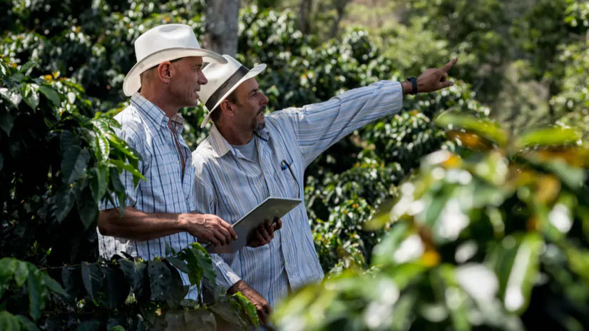 Rolnicy na plantacji kawy