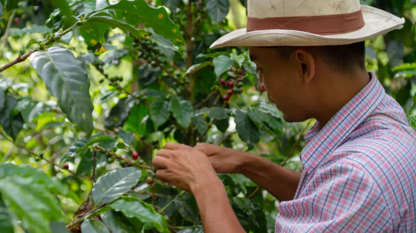 Rolnik na plantacji kawy